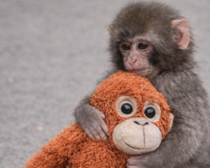 Анасын іздеген Панч: Кішкентай маймыл жер бетін қалай мейірімге бөледі?