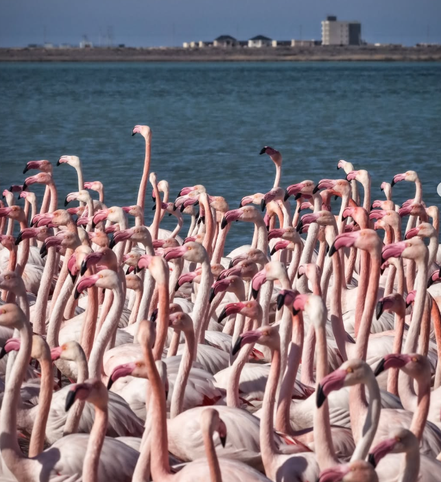 Маңғыстауға қоқиқаздар ұшып келді