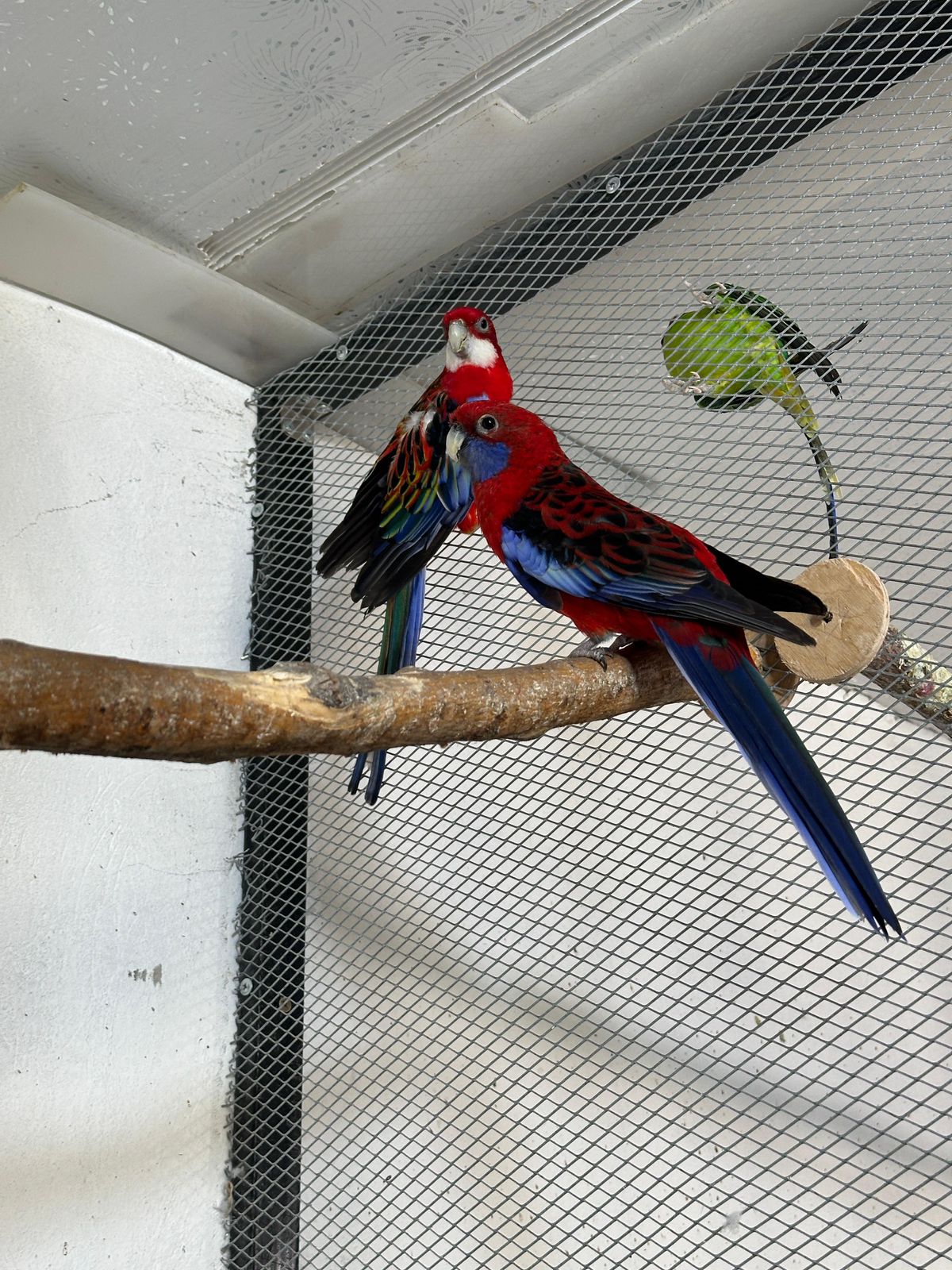 Тотықұс асырағанның ұпайы түгел