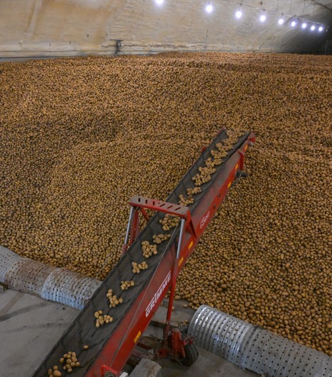 Қоймаларда картоп жеткілікті