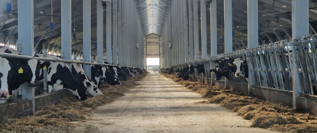 Мал шаруашылығы: Жеңілдетілген несие неше пайызбен беріледі?