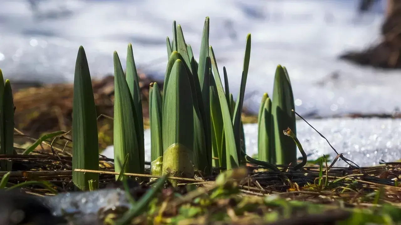 Көктемнің лебі сезіледі: Оңтүстікте 20 градусқа дейін күн жылынады