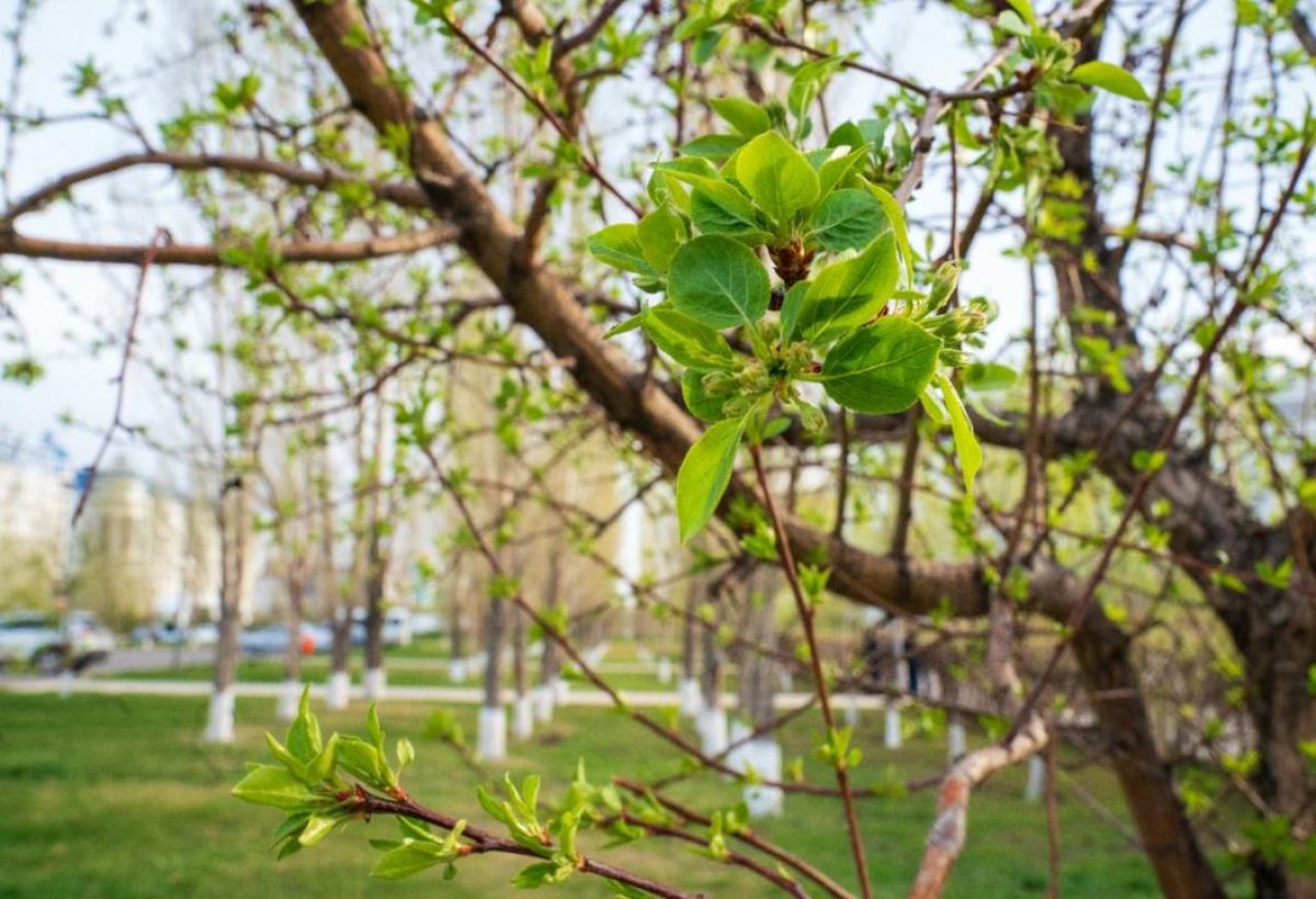 Жаңару күні: Бүгін Астанада қандай іс-шаралар өтеді?
