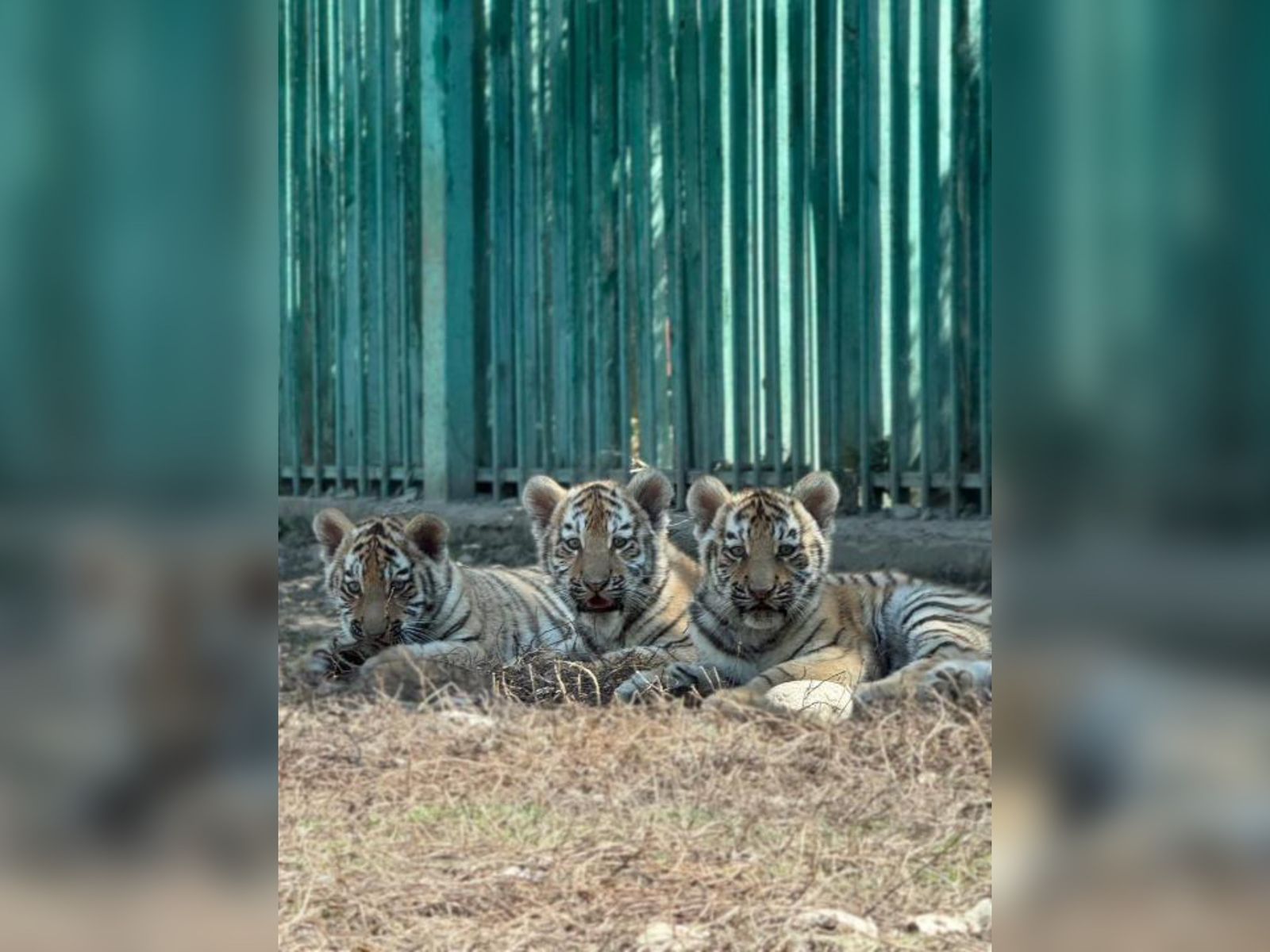 Алматы зообағында туған жолбарыс күшіктері белсенді бола бастады