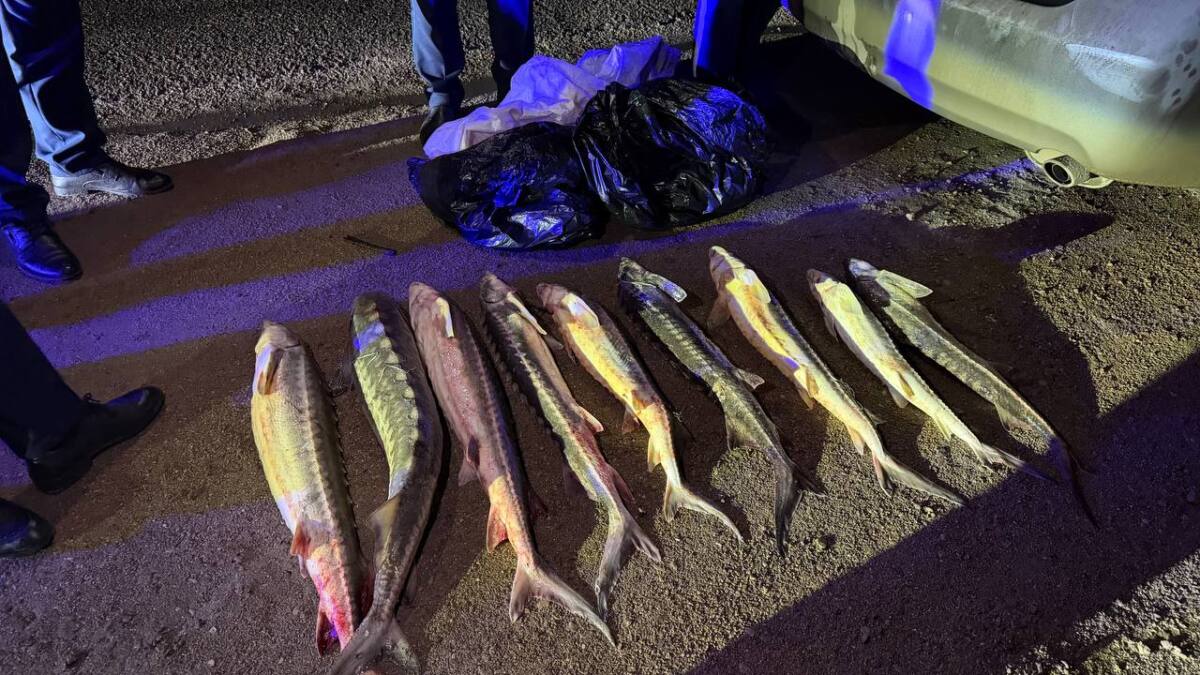 Ақтауда 40 келі қызыл балықты заңсыз тасымалдаған күдікті ұсталды