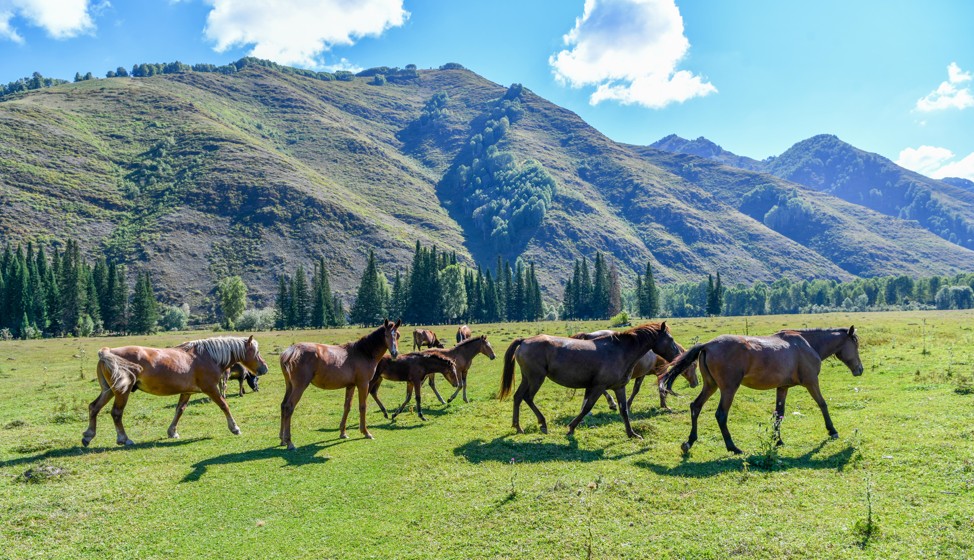 Жылқы көбейсе – ел ырысы