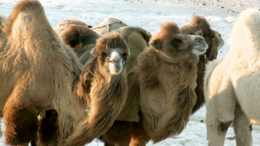 Атырау облысында түйе ұрлаумен айналысқан қылмыстық топ ұсталды