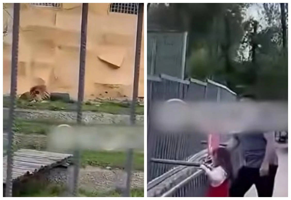 Алматыда хайуанаттар бағында арыстанға тас лақтырған ер адамға айыппұл салынды