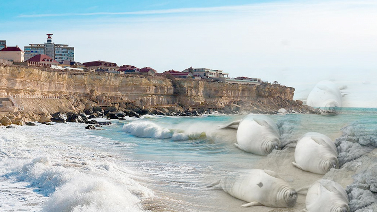 Каспий жағалауынан 100-ге жуық итбалықтың өлексесі табылды