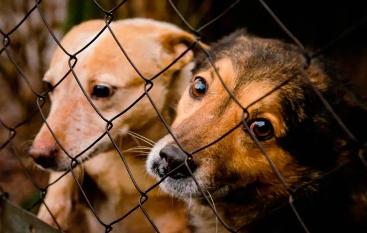 Жануарлар туралы заңға енгізілген түзетулер: деректер, цифрлар және өзгерістердің себептері