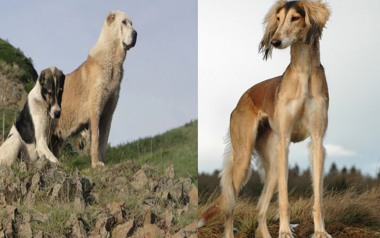 «Қазақ тазысы мен төбет күні»: Қазақстанда жаңа мереке пайда болды