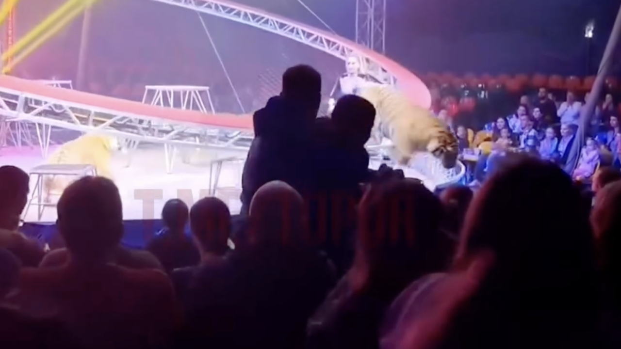 Ресейде қойылым кезінде жолбарыс көрермендерге қарай секірген