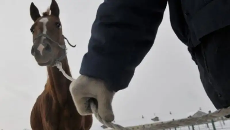 17 жыл мал баққан шопан күдікке ілінді: Жетісу облысында ірі көлемдегі мал ұрлығы ашылды