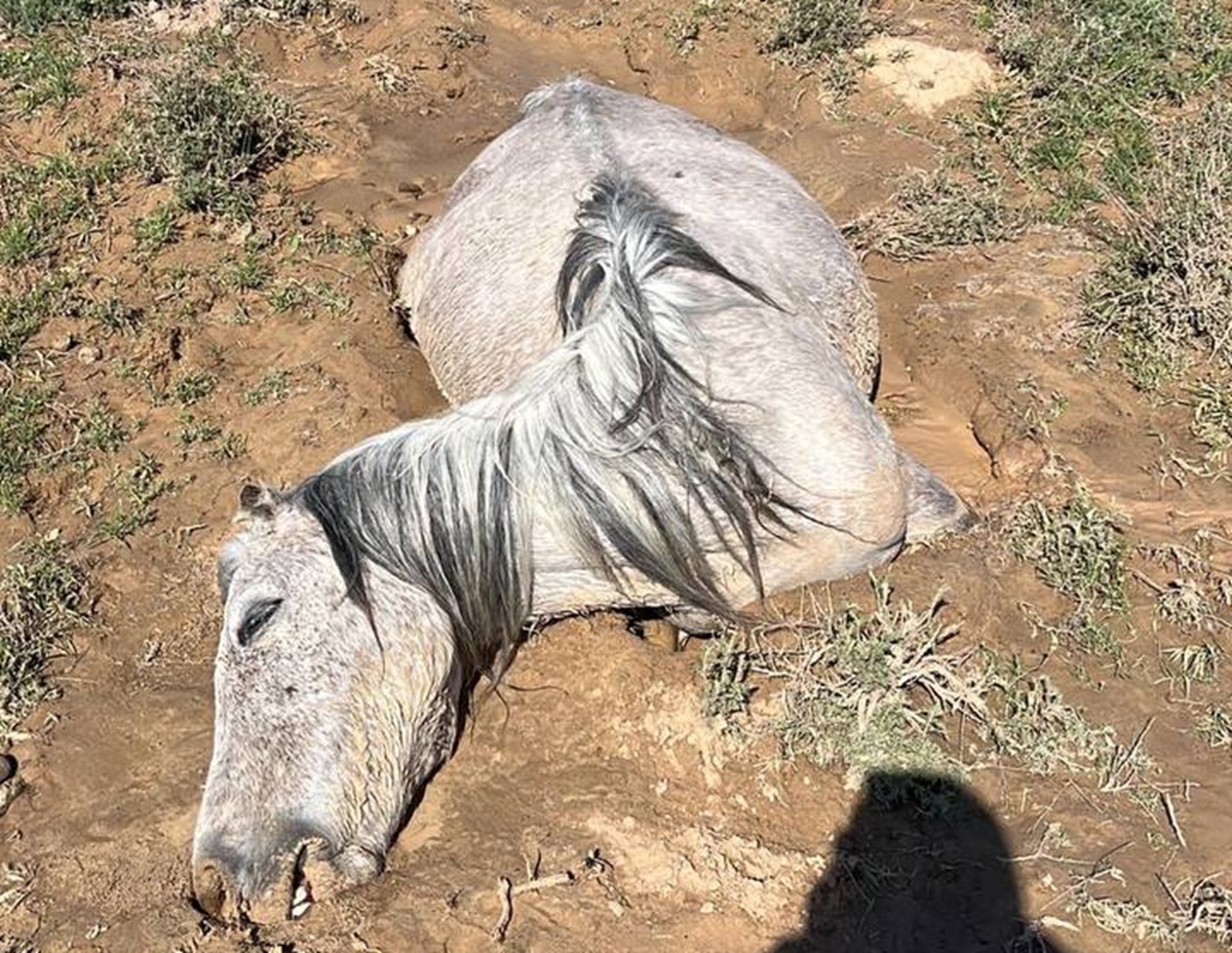 Маңғыстауда жаппай мал қырылып жатыр: фермерлер  өтемақы талап етті