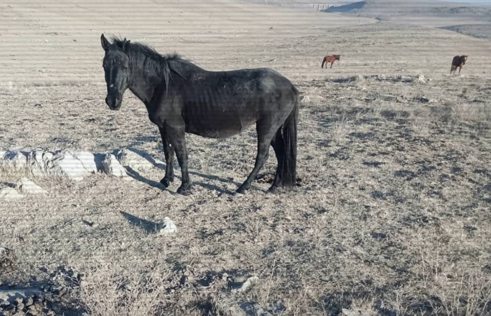 Жамбыл облысында 39 жылқыны ұрлаған екі қылмыстық топ ұсталды