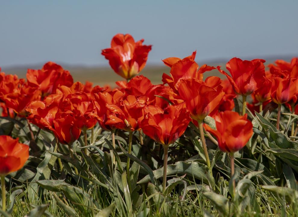 Нидерланд Корольдігі Жамбыл облысына 40 мың түп қызғалдақ сыйлады