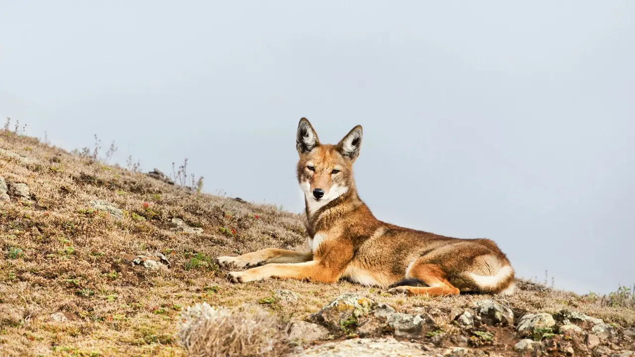 Түркістан облысында шибөрі балаларға шабуыл жасаған