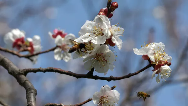Синоптиктер болжамы: Үсік пен ыстық қатар келеді