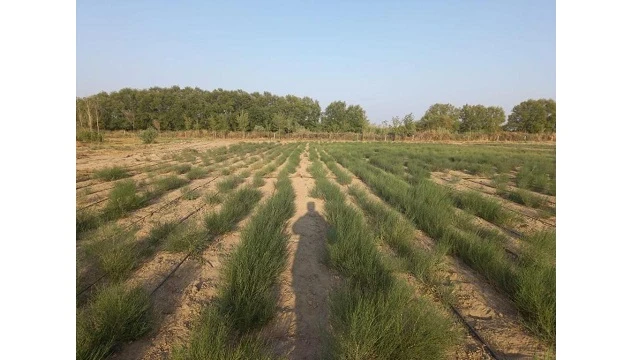 Аумағы миллион гектардан асатын «Арал орманы» резерваты құрылады