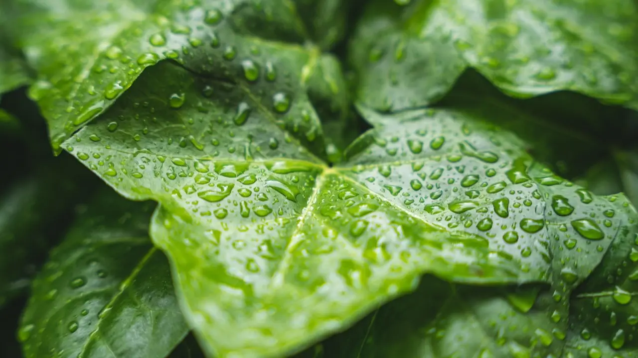 1 мамырда Қазақстанда ауа райы күрт құбылады