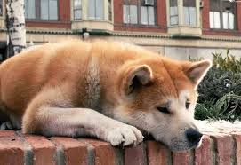 Елімізде үй жануарын қараусыз қалдырғандарға айыппұл енгізіледі