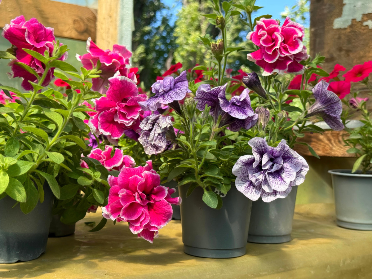 Өзбекстаннан жеткізілген 5 мыңнан астам гүл кері қайтарылды