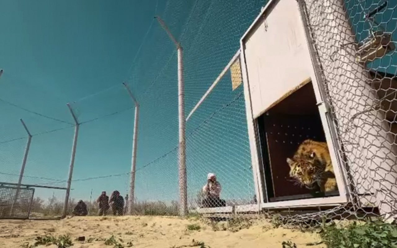Жолбарыс