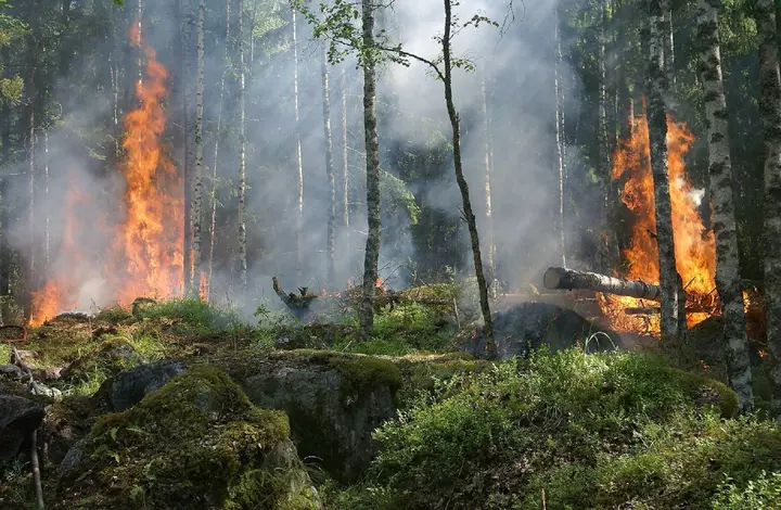 Үш жылдағы өзгеріс: Орман өрт сөндірушілерінің жалақысы екі есе өсті